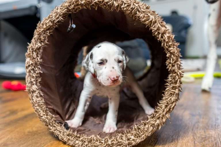 23. Lebenstag - B-Wurf (8)