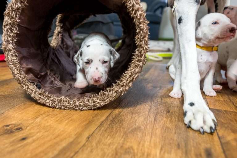 23. Lebenstag - B-Wurf (9)