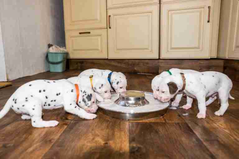 25. Lebenstag - B-Wurf (1)