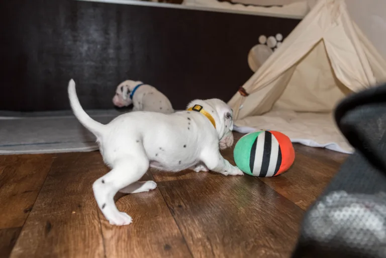 25. Lebenstag - B-Wurf (10)