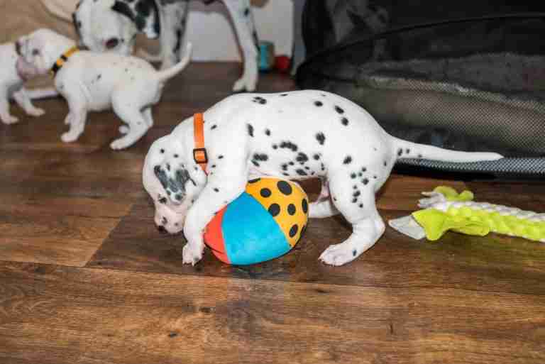 25. Lebenstag - B-Wurf (10)