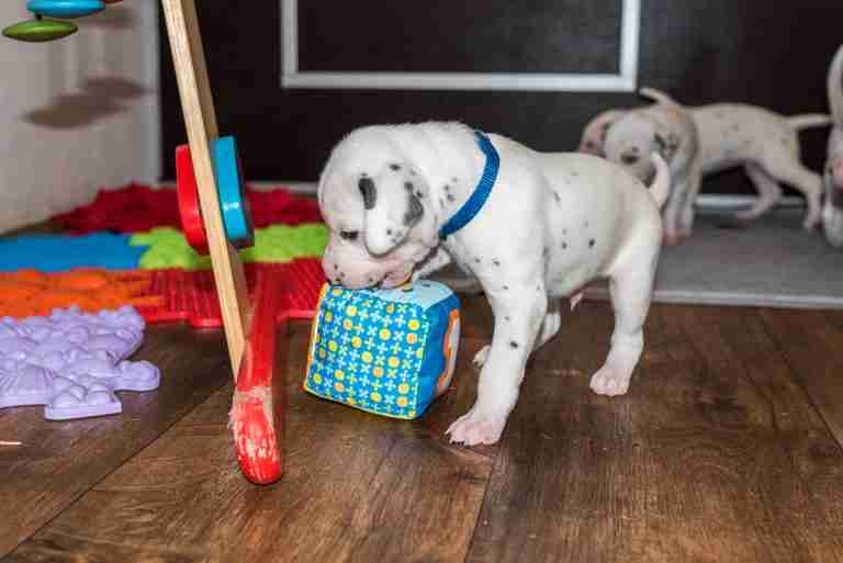 25. Lebenstag - B-Wurf (11)