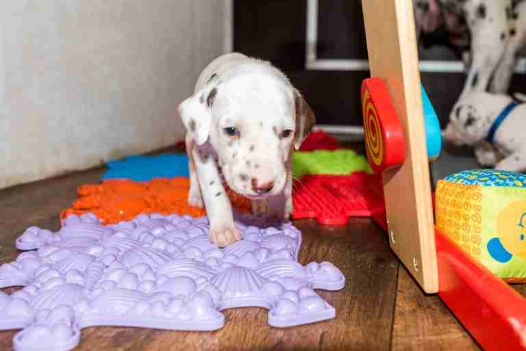 25. Lebenstag - B-Wurf (12)