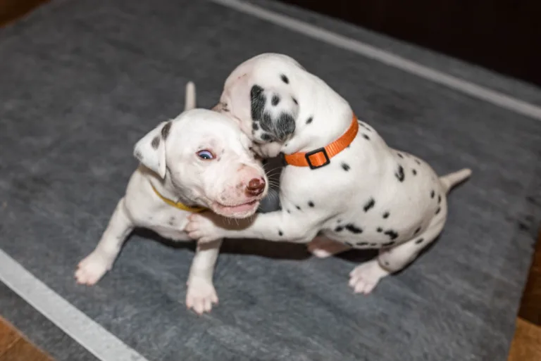 25. Lebenstag - B-Wurf (13)