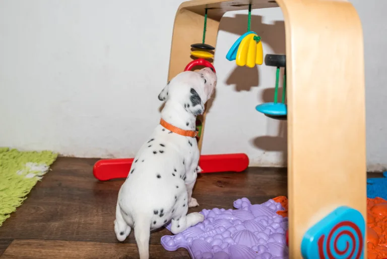 25. Lebenstag - B-Wurf (14)