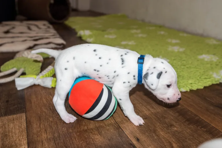 25. Lebenstag - B-Wurf (15)