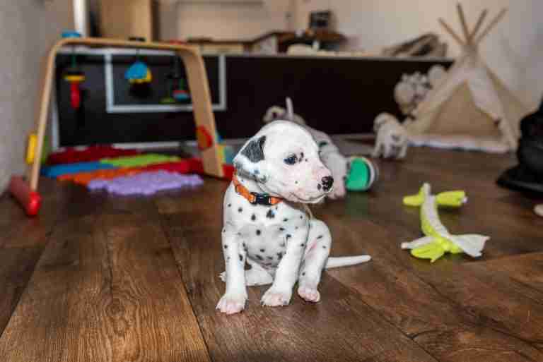 25. Lebenstag - B-Wurf (15)