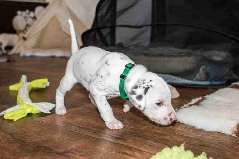 25. Lebenstag - B-Wurf (16)