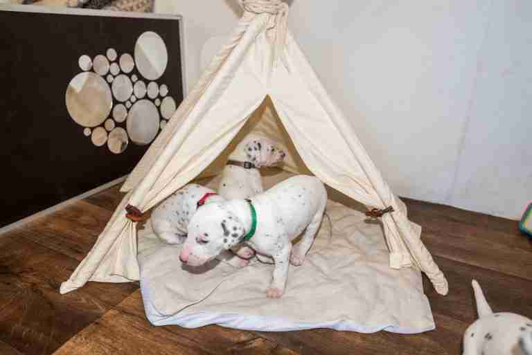 25. Lebenstag - B-Wurf (17)