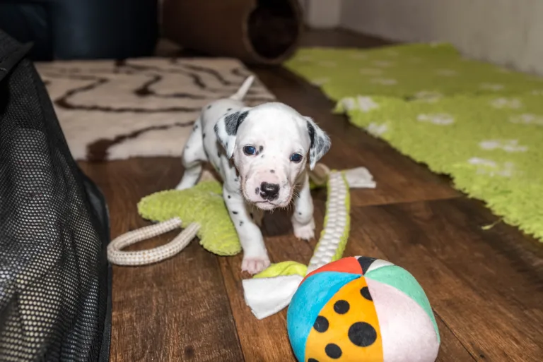 25. Lebenstag - B-Wurf (18)