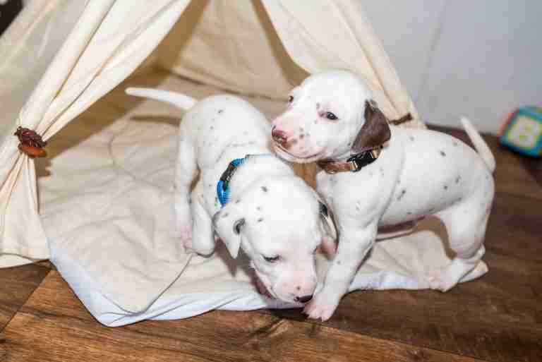 25. Lebenstag - B-Wurf (18)