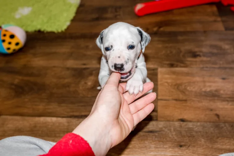 25. Lebenstag - B-Wurf (19)
