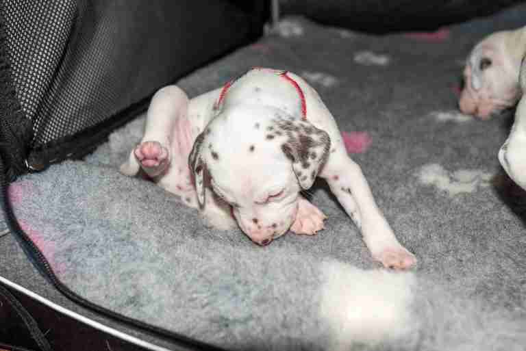 25. Lebenstag - B-Wurf (19)