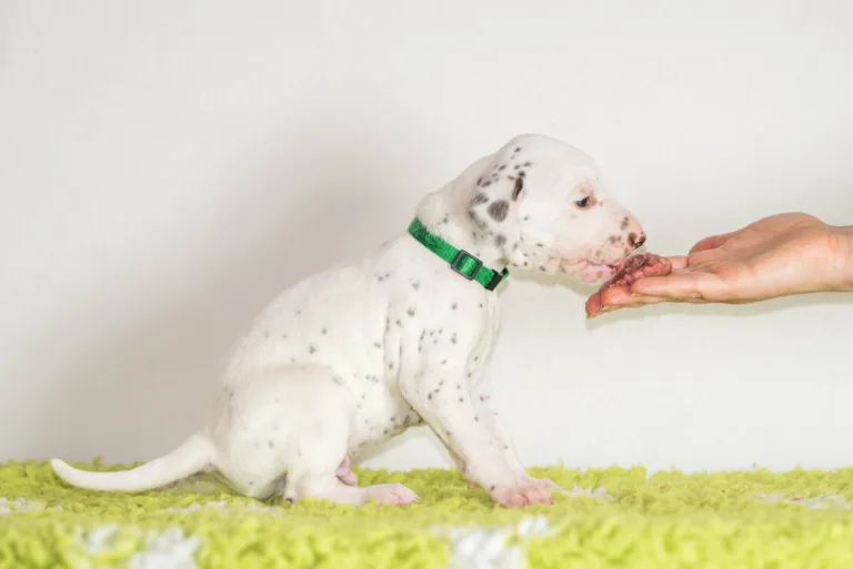 25. Lebenstag - B-Wurf (2)