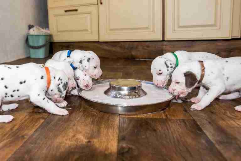 25. Lebenstag - B-Wurf (2)