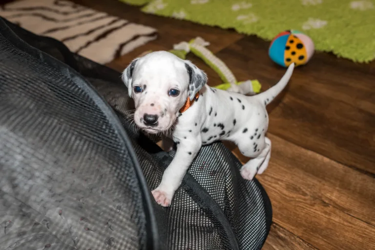 25. Lebenstag - B-Wurf (20)