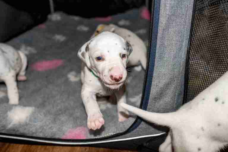 25. Lebenstag - B-Wurf (20)