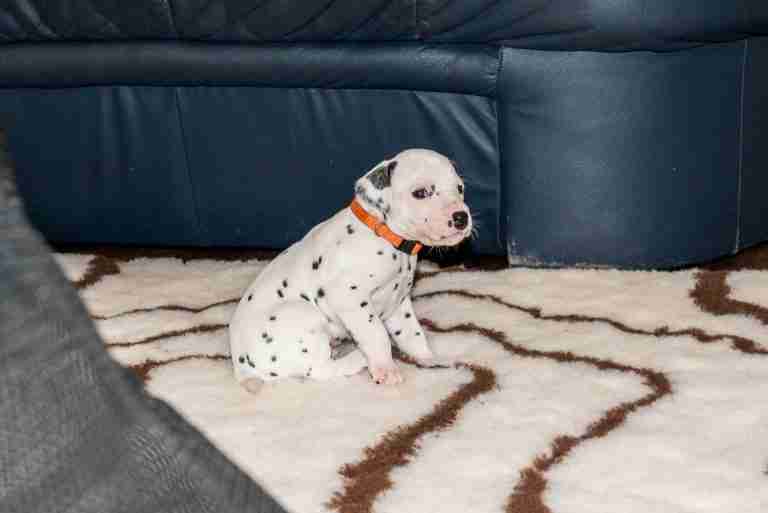 25. Lebenstag - B-Wurf (21)