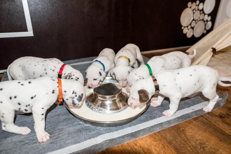 25. Lebenstag - B-Wurf (22)