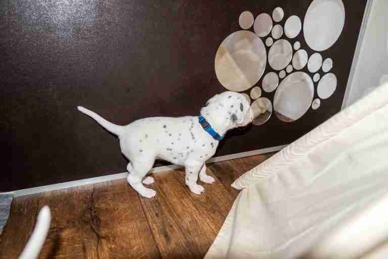 25. Lebenstag - B-Wurf (22)