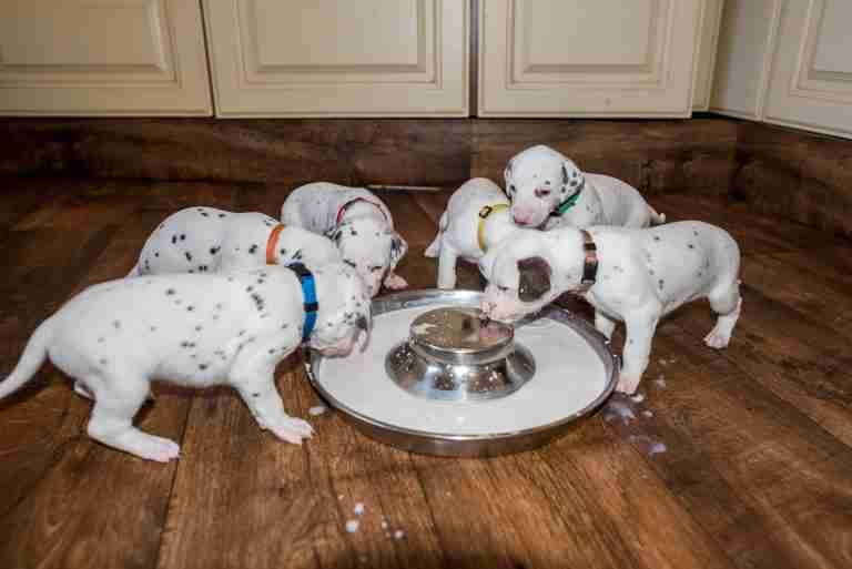 25. Lebenstag - B-Wurf (23)