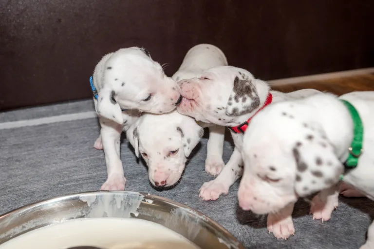 25. Lebenstag - B-Wurf (24)