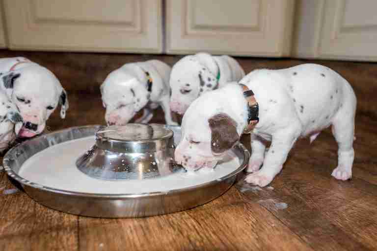 25. Lebenstag - B-Wurf (24)