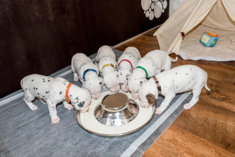 25. Lebenstag - B-Wurf (25)