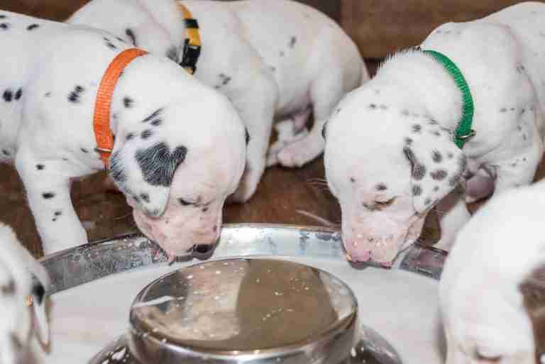 25. Lebenstag - B-Wurf (25)