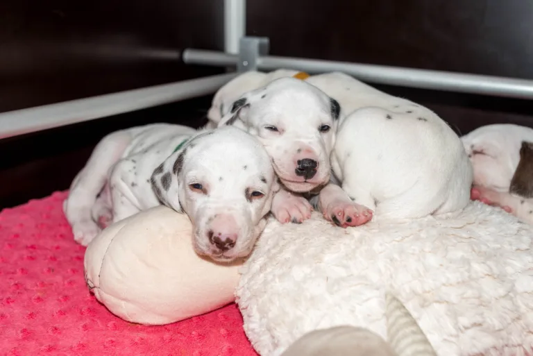 25. Lebenstag - B-Wurf (26)