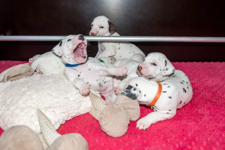 25. Lebenstag - B-Wurf (27)