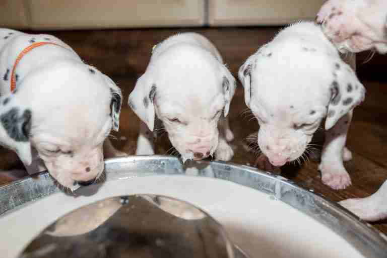 25. Lebenstag - B-Wurf (27)