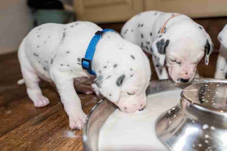 25. Lebenstag - B-Wurf (28)