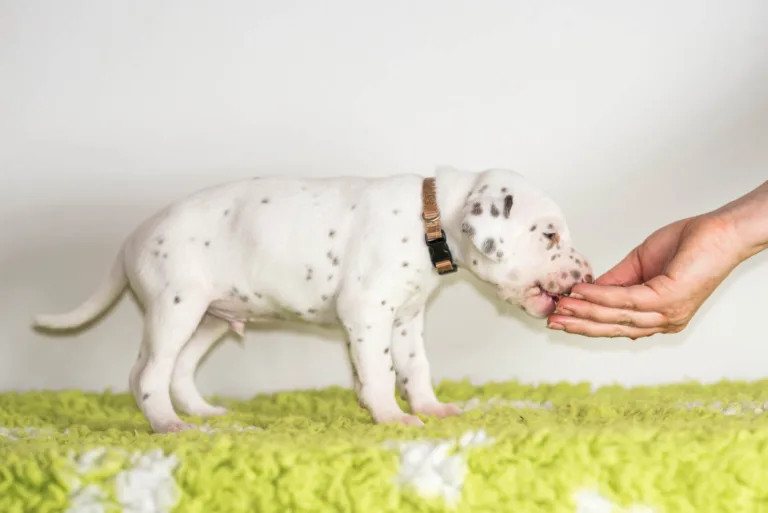 25. Lebenstag - B-Wurf (3)