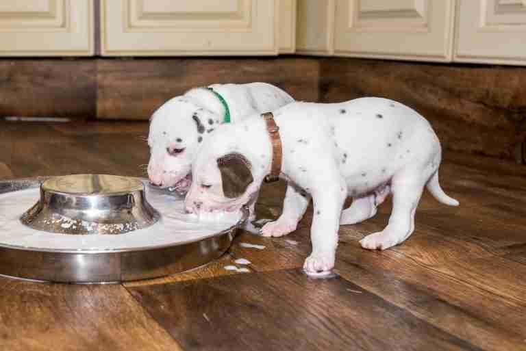 25. Lebenstag - B-Wurf (3)