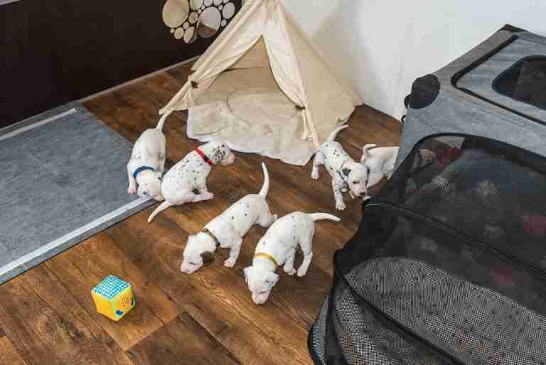 25. Lebenstag - B-Wurf (30)