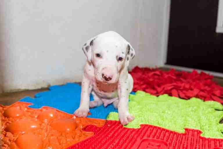 25. Lebenstag - B-Wurf (31)