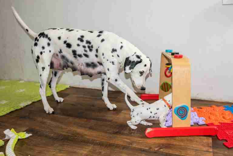 25. Lebenstag - B-Wurf (33)