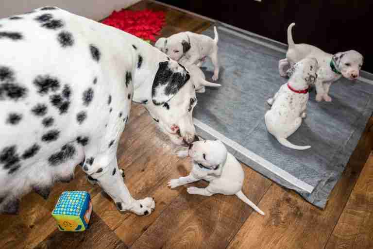 25. Lebenstag - B-Wurf (34)