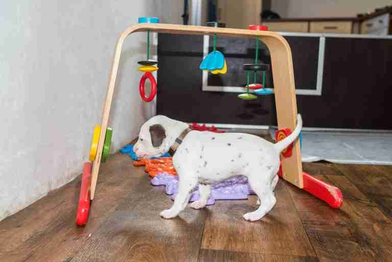 25. Lebenstag - B-Wurf (35)