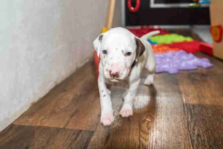 25. Lebenstag - B-Wurf (36)