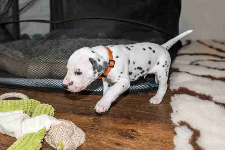 25. Lebenstag - B-Wurf (37)