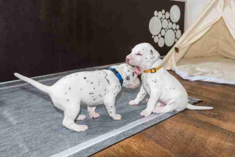 25. Lebenstag - B-Wurf (38)