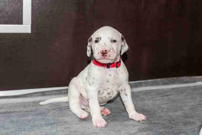 25. Lebenstag - B-Wurf (39)