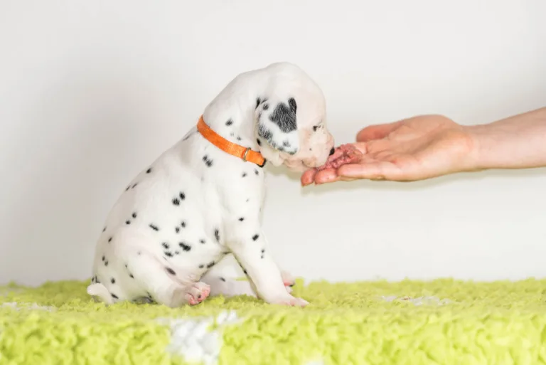 25. Lebenstag - B-Wurf (4)