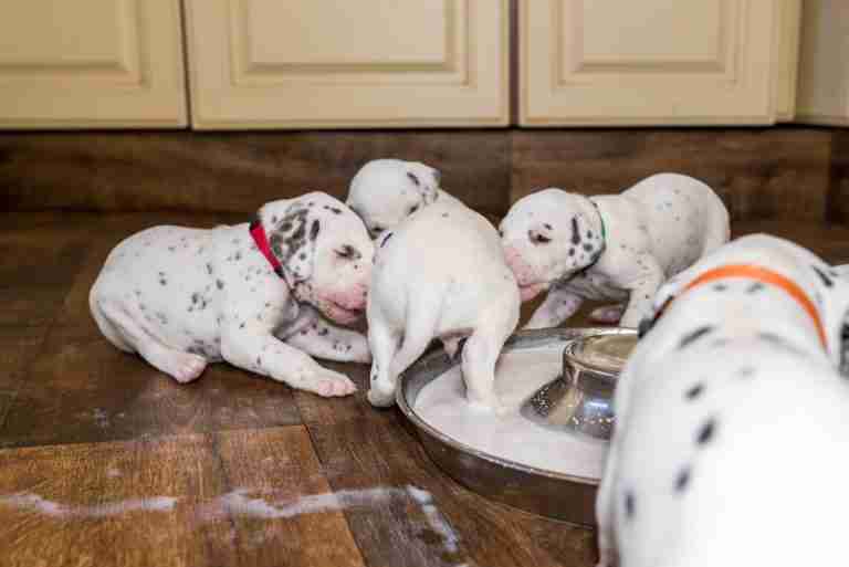 25. Lebenstag - B-Wurf (4)