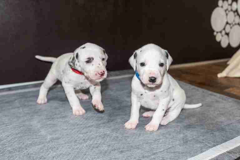 25. Lebenstag - B-Wurf (40)