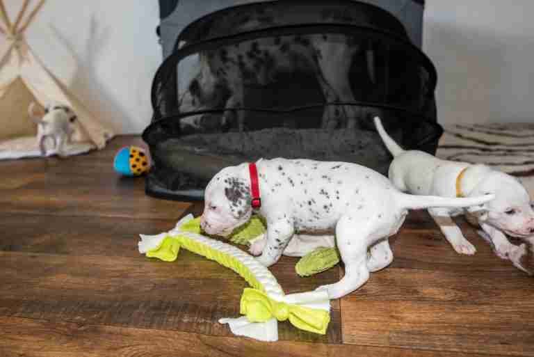 25. Lebenstag - B-Wurf (41)