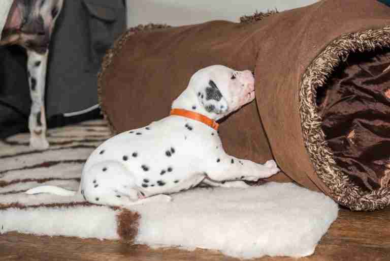 25. Lebenstag - B-Wurf (42)