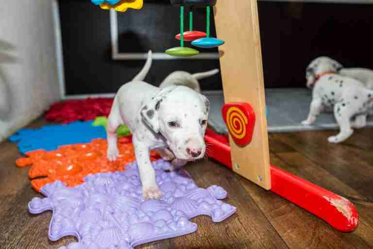 25. Lebenstag - B-Wurf (43)